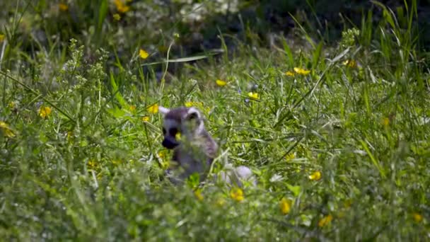 Ringsvansad Lemur Suricata Suricatta Gräs — Stockvideo