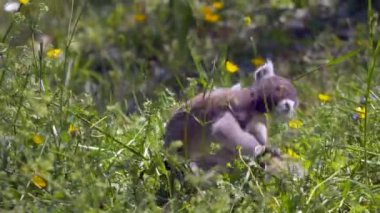Çimenlerde halka kuyruklu lemurlar (suricata suricatta)