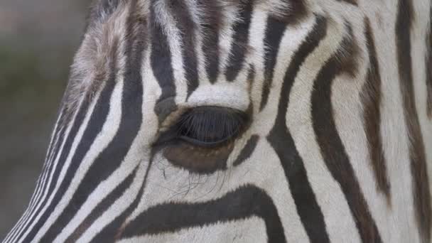 Närbild Zebra — Stockvideo