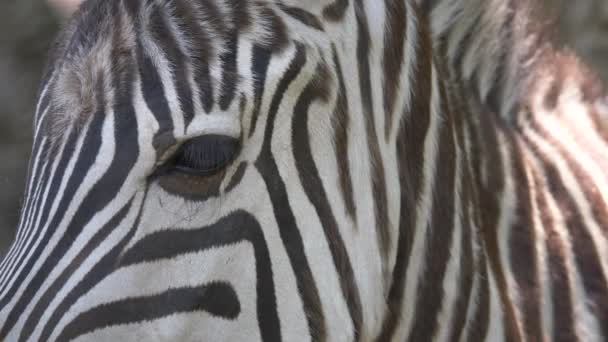 Nahaufnahme Eines Zebras Zoo — Stockvideo