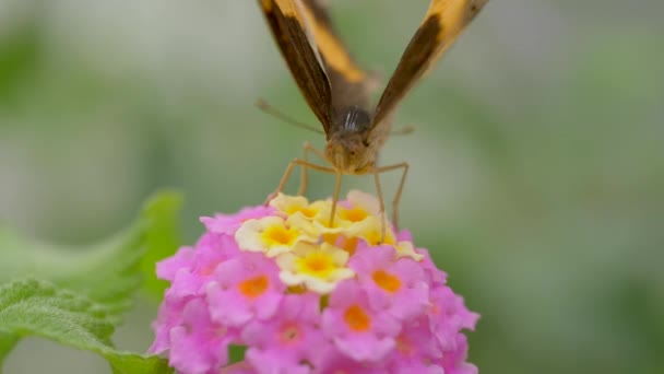 Метелик Красивій Квітці Вид Крупним Планом — стокове відео