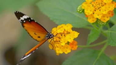 Kelebek güzel sarı çiçekte, yakın çekim manzaralı.