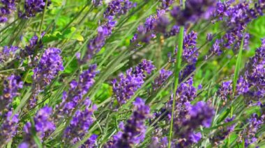 Güneşli bir günde lavanta çiçekleri 