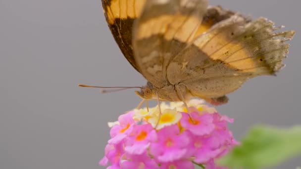 Motýl Krásné Květině Pohled Zblízka — Stock video