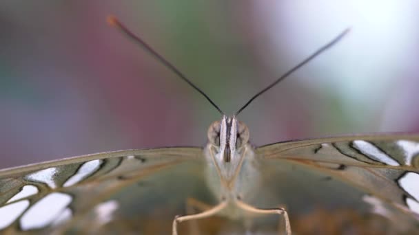 Motýl Zeleném Listu Pohled Zblízka — Stock video