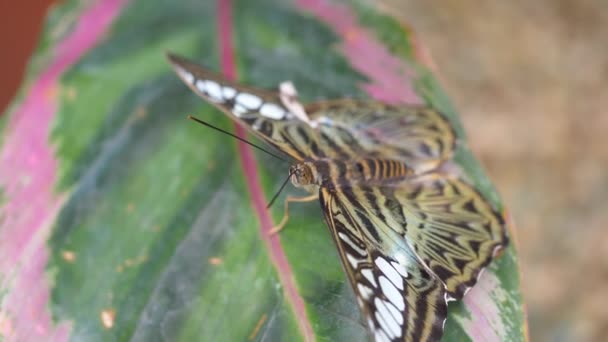 Бабочка Зеленом Листе Вид Крупным Планом — стоковое видео