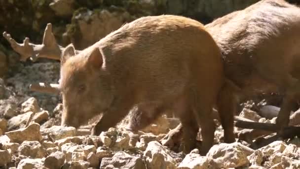 Χαριτωμένα Γουρούνια Στη Φάρμα — Αρχείο Βίντεο