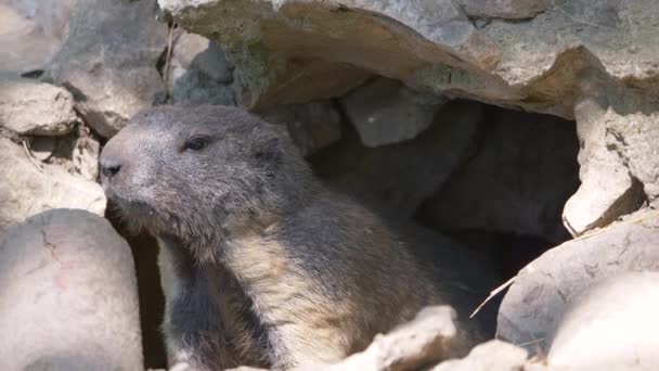 Marmota Marrom Bonito Rochas — Vídeo de Stock