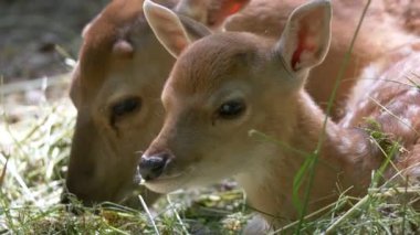  Ormandaki genç geyik
