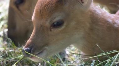  Ormandaki genç geyik