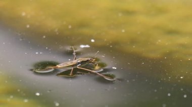 Gerridae 'nin sakin su üzerindeki yakın çekim görüntüsü