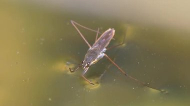 Gerridae 'nin sakin su üzerindeki yakın çekim görüntüsü