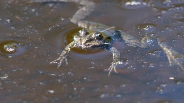 Grüner Frosch Treibt Auf Der Oberfläche Des Schlammigen Wassers — Stockvideo