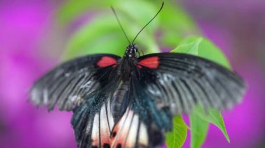 Yeşil yapraklı kelebek, yakın plan görüntü.