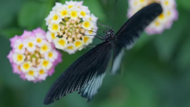 Mooie Zwarte Vlinder Bloem — Stockvideo