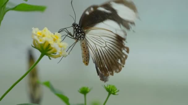 Motýl Krásné Žluté Květy Zblízka Pohled — Stock video