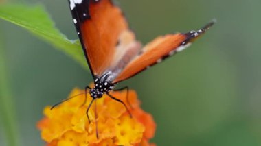 Sarı çiçekte güzel bir kelebek