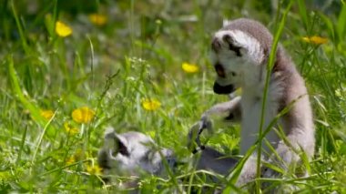 Çimenlerde halka kuyruklu lemurlar (suricata suricatta)