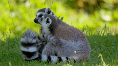 Çimenlerde halka kuyruklu lemurlar (suricata suricatta)