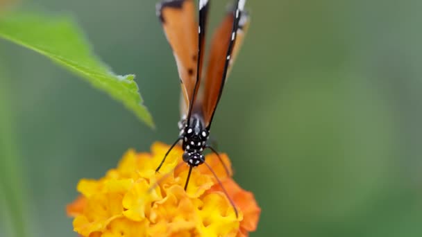 Sarı Çiçekte Güzel Bir Kelebek — Stok video