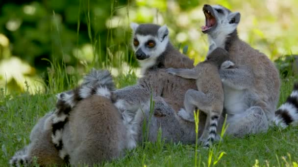Çimenlerde Halka Kuyruklu Lemurlar Suricata Suricatta — Stok video