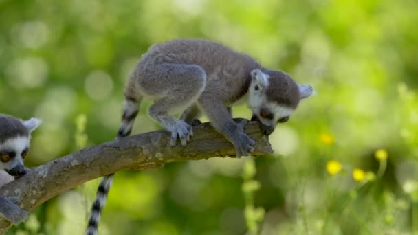 Lemuři Kroužkovití Suricata Suricatta Větvi Stromu — Stock video