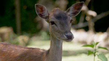 Genç bir geyiğe yaklaş.