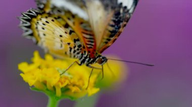Kelebek güzel sarı çiçekte, yakın çekim manzaralı.