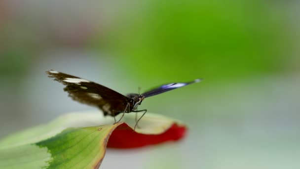 Прекрасний Метелик Зеленому Листі — стокове відео