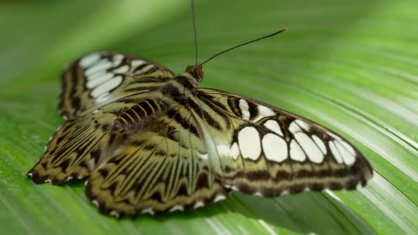 Πεταλούδα Πράσινο Φύλλο Κοντινό Πλάνο Άποψη — Αρχείο Βίντεο