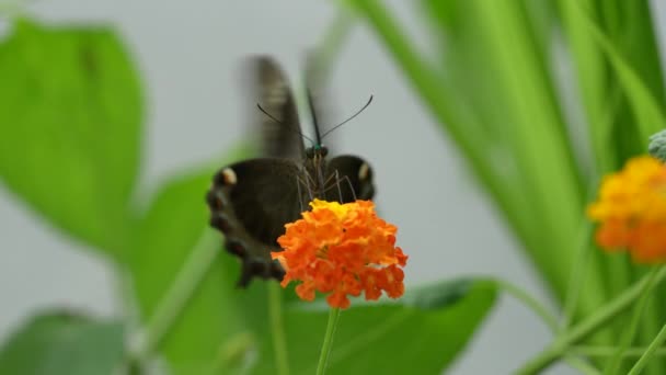 Bela Borboleta Uma Flor Amarela — Vídeo de Stock