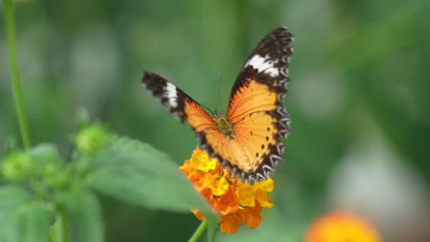 Bela Borboleta Uma Flor Amarela — Vídeo de Stock