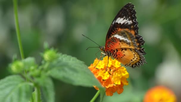 Motýl Krásné Žluté Květy Zblízka Pohled — Stock video