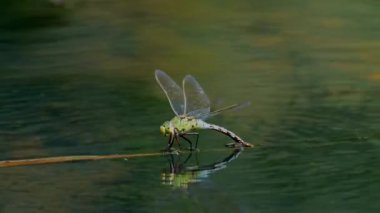 Suyun üzerindeki yusufçuğun yakın plan görüntüsü 