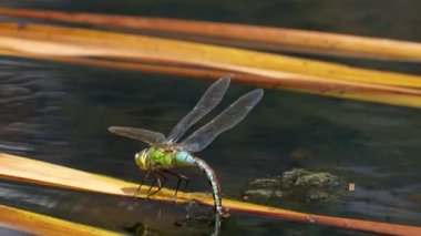 Suyun üzerindeki yusufçuğun yakın plan görüntüsü 
