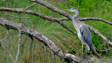 Gri balıkçıl - Ardea cinerea, göl ve nehirlerden gelen büyük gri balıkçıl