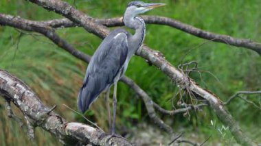 Gri balıkçıl - Ardea cinerea, göl ve nehirlerden gelen büyük gri balıkçıl