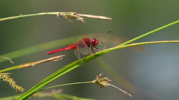 Nahaufnahme Der Roten Libelle Auf Blatt — Stockvideo