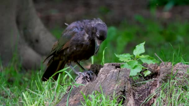 Carrión Cuervo Corvus Corone Busca Alimentos — Vídeo de stock