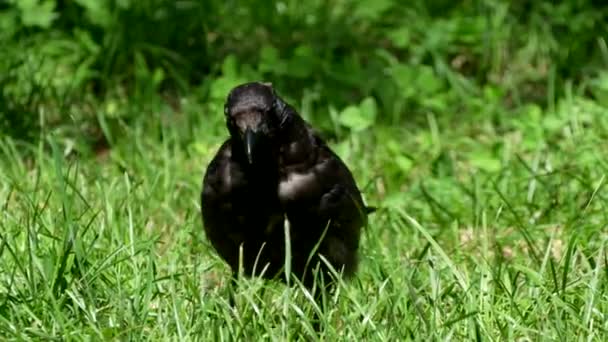 Kruk Corvus Corone Szukający Pożywienia — Wideo stockowe