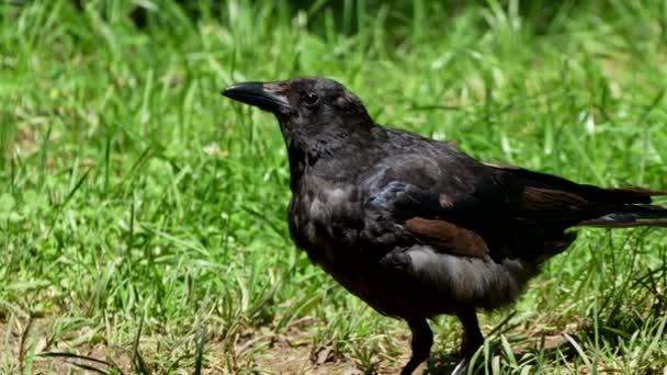 Carrión Cuervo Corvus Corone Busca Alimentos — Vídeo de stock