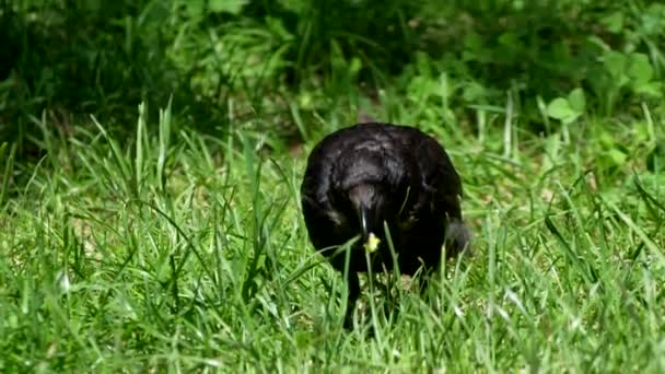 Kruk Corvus Corone Szukający Pożywienia — Wideo stockowe