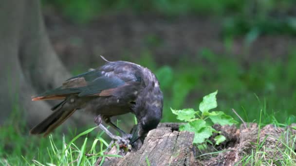 Corvo Carnivoro Corvus Corone Cerca Cibo — Video Stock