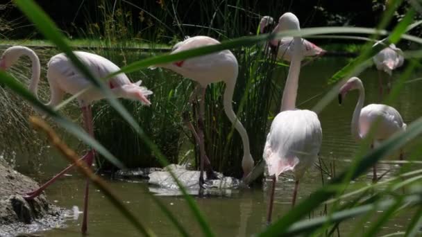 Grupa Białych Flamingów — Wideo stockowe