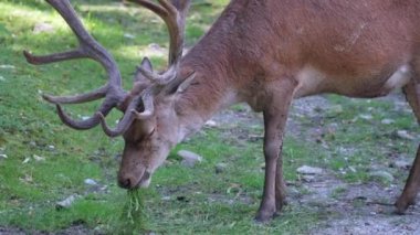 Ormanda bir geyiğin yakın çekimi.