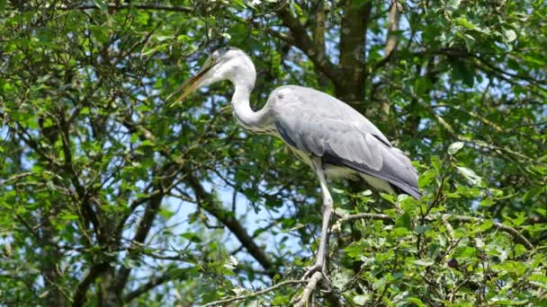 Grey Heron Ardea Cinerea Velká Šedá Volavka Jezer Řek — Stock video