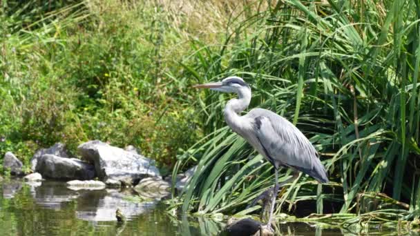 Gri Balıkçıl Ardea Cinerea Göl Nehirlerden Gelen Büyük Gri Balıkçıl — Stok video