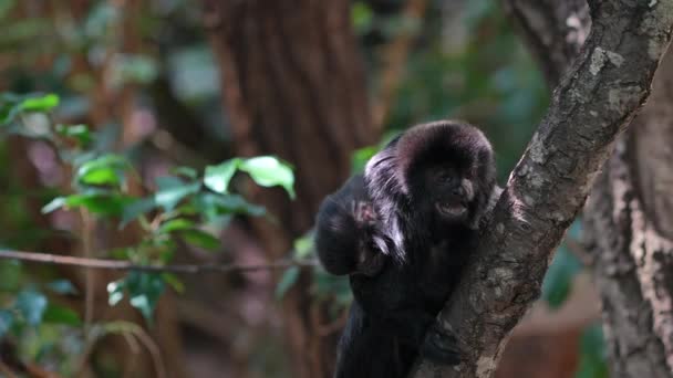 Bebek Tamarin Ağaçta Oturuyor — Stok video