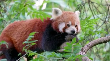 Kırmızı panda ya da daha küçük panda (Ailurus fulgens)