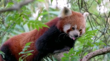 Kırmızı panda ya da daha küçük panda (Ailurus fulgens)